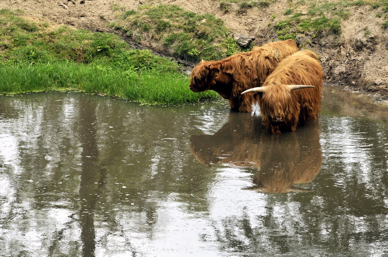 Highland-cattle at Lüneburger Heide.