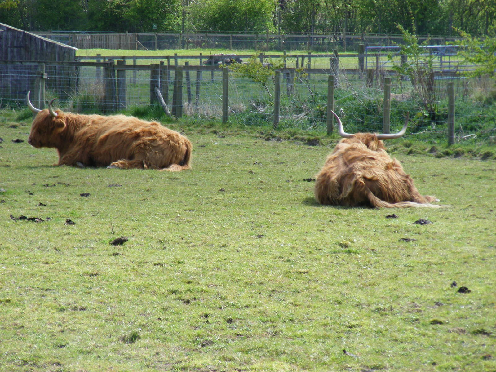 Highland cattle at Trotters World of Animals, 15 May 2010