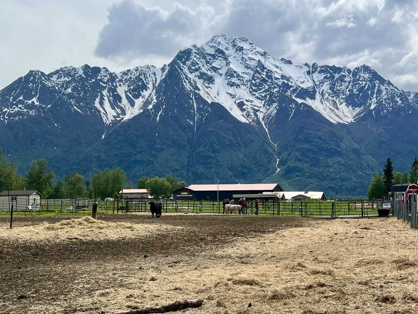 Highland Cattle Enclosure