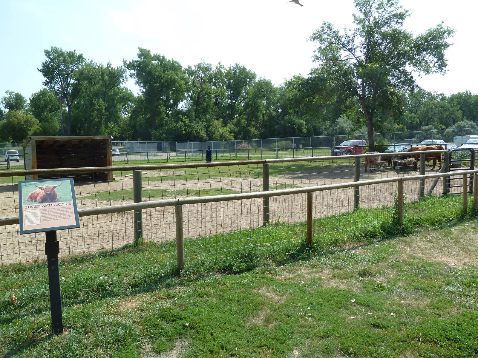 Highland Cattle Exhibit