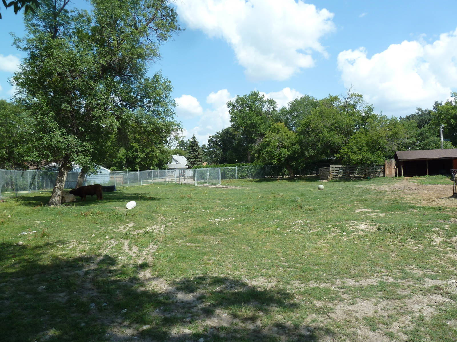 Highland Cattle Exhibit