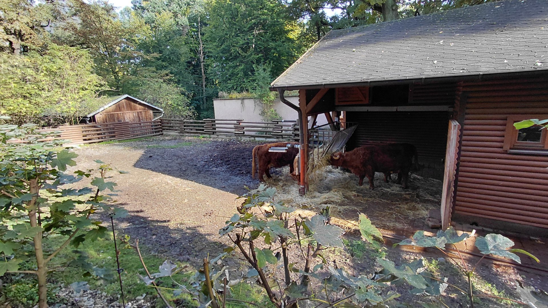 Highland cattle exhibit