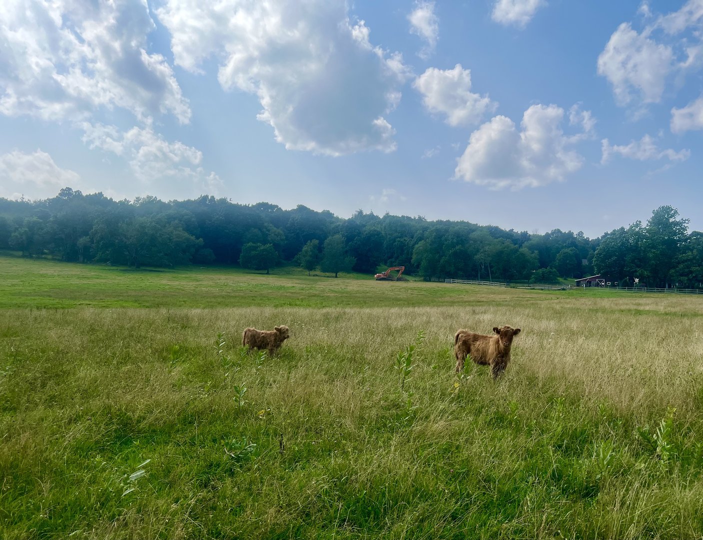 Highland Cattle - Massachusetts