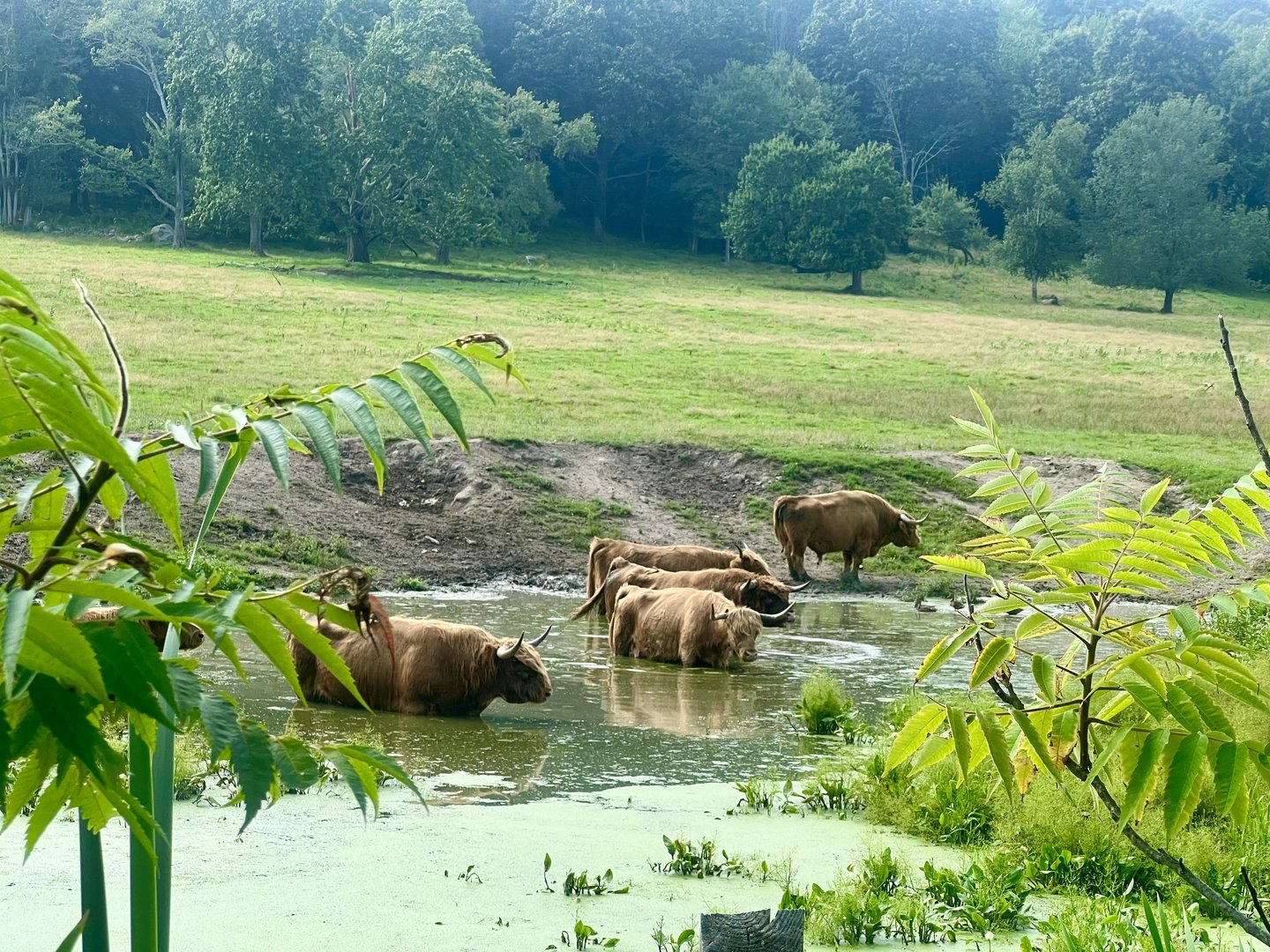 Highland Cattle - Massachusetts