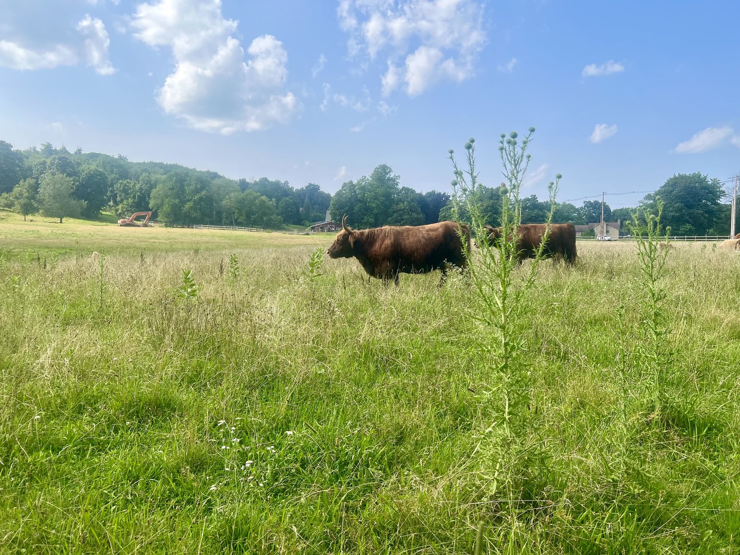 Highland Cattle - Massachusetts