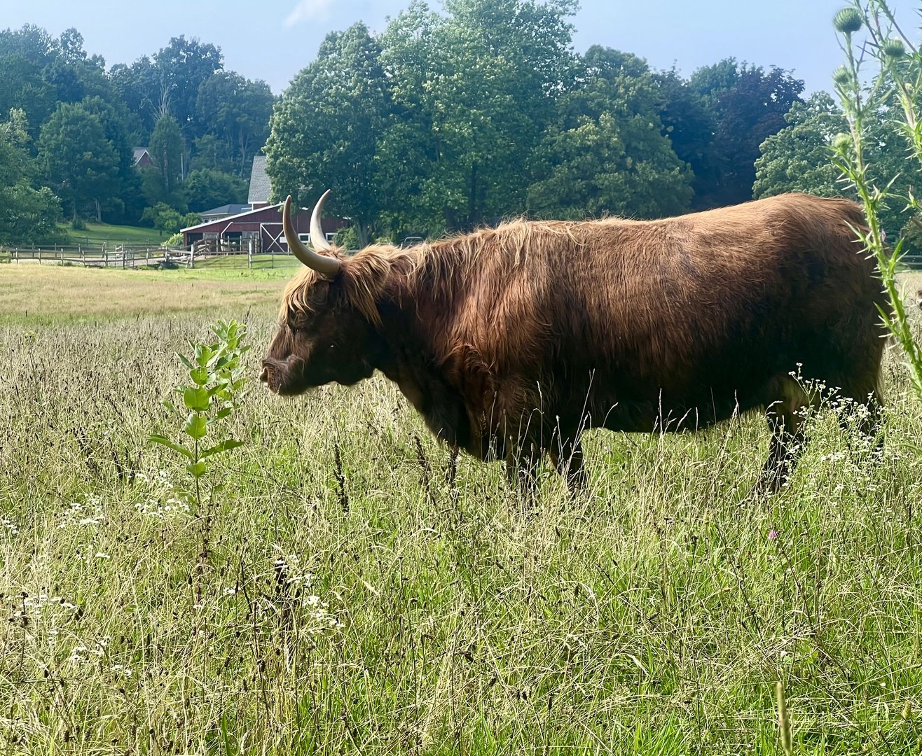 Highland Cattle - Massachusetts
