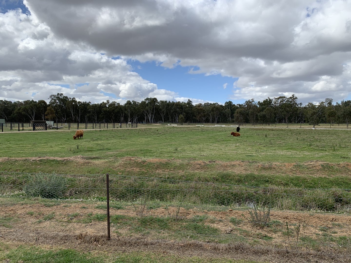 Highland Cattle Paddock