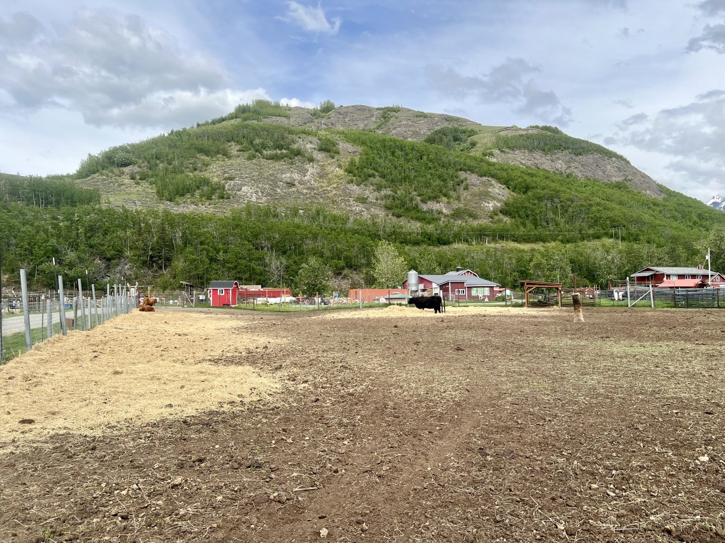 Highland Cattle pasture from the south with Bodenburg Butte in the background.