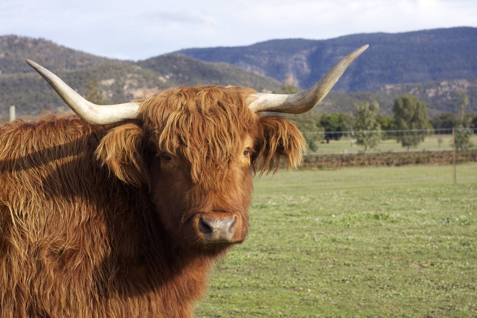 Highland cattle