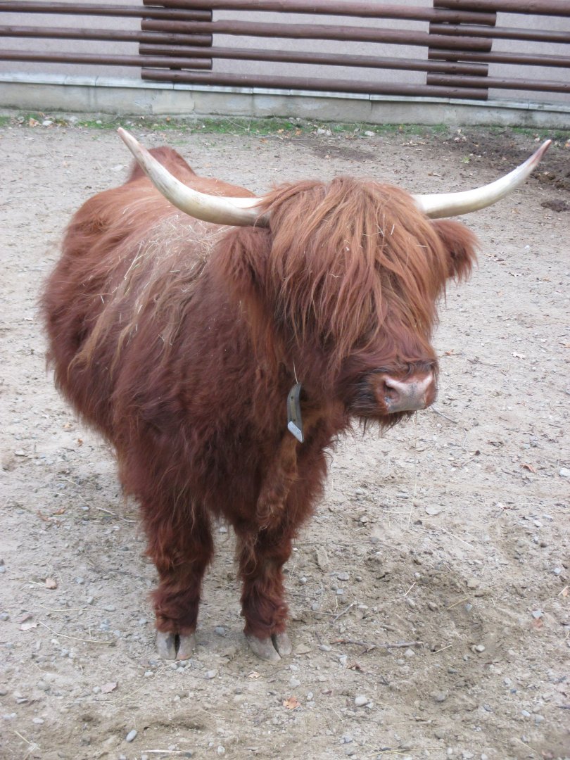 Highland cattle