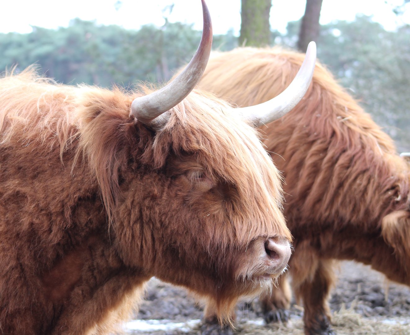 Highland cattle