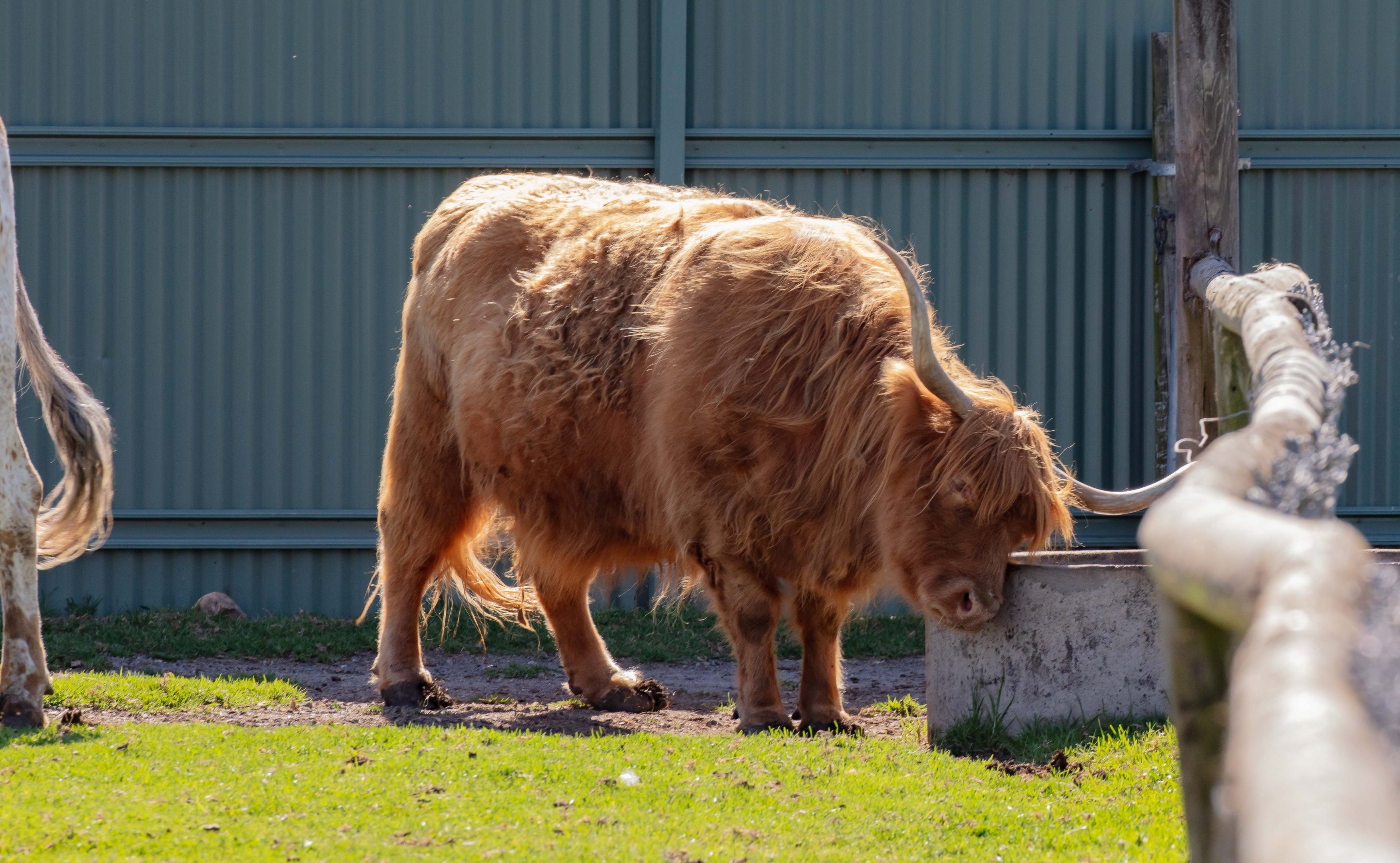 Highland Cattle