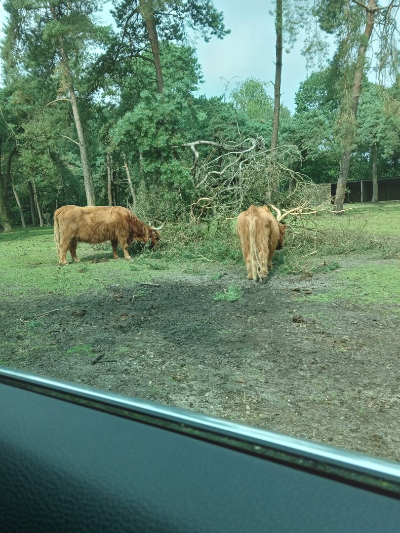 Highland Cattle