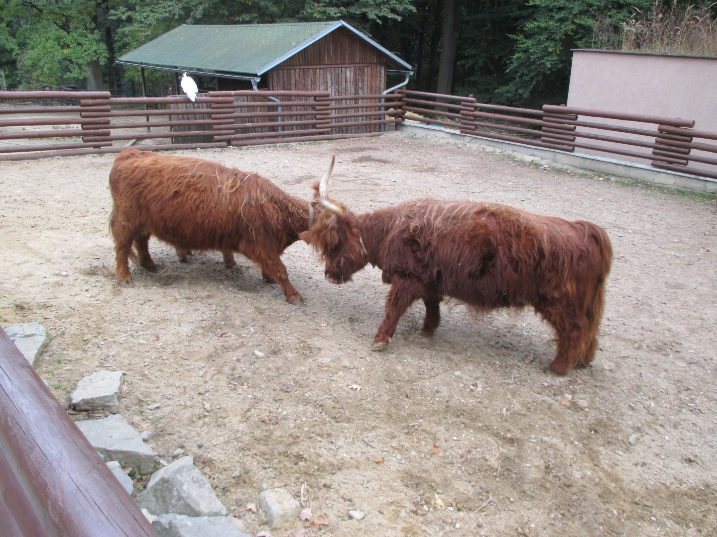 Highland cattles