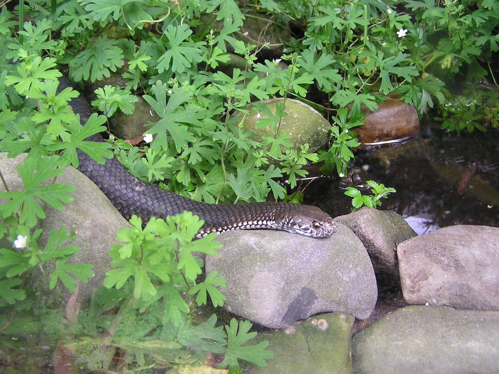 Highland copperhead/ Austrelaps ramsayi
