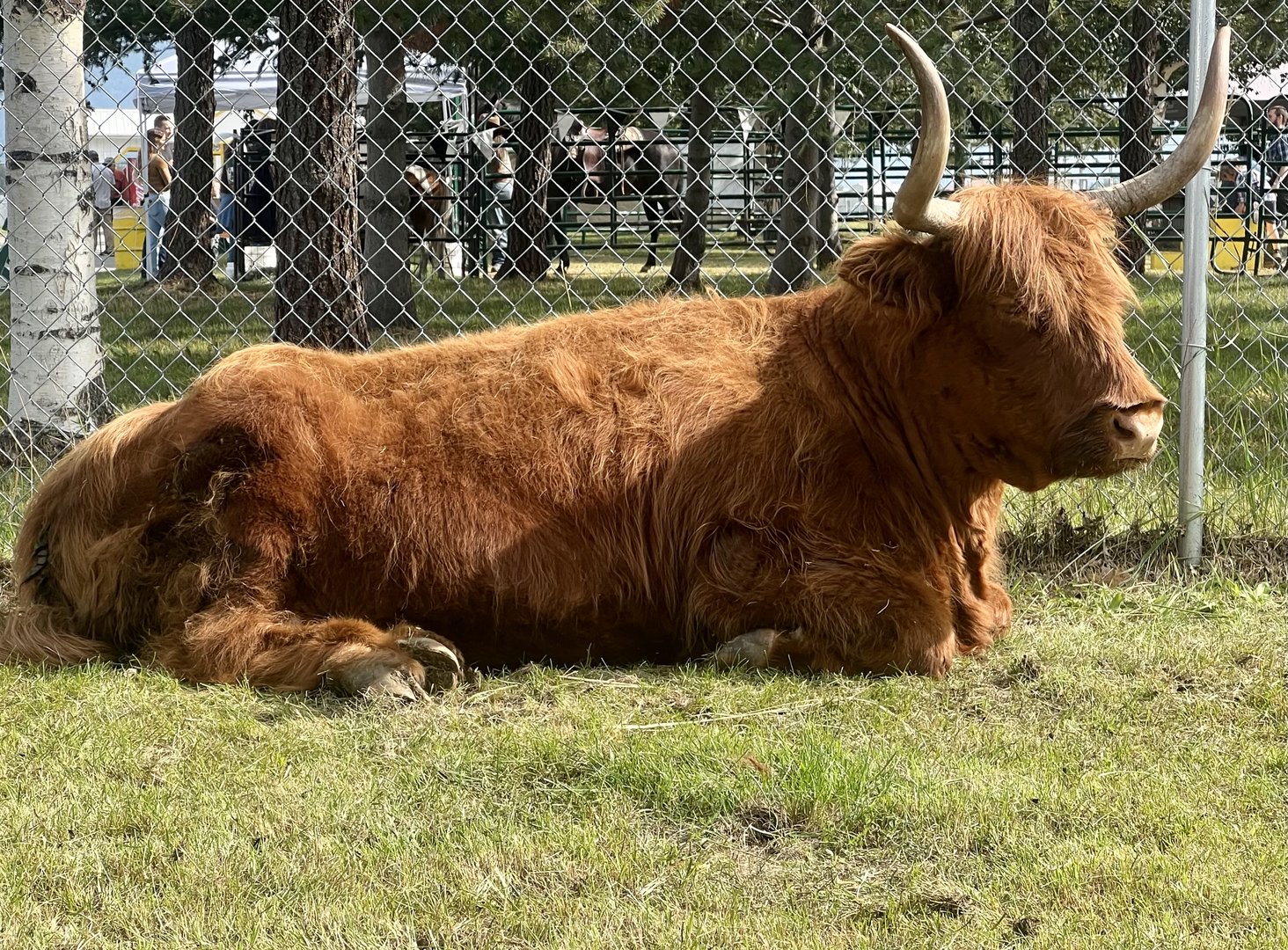 Highland Cow - Alaska State Fair
