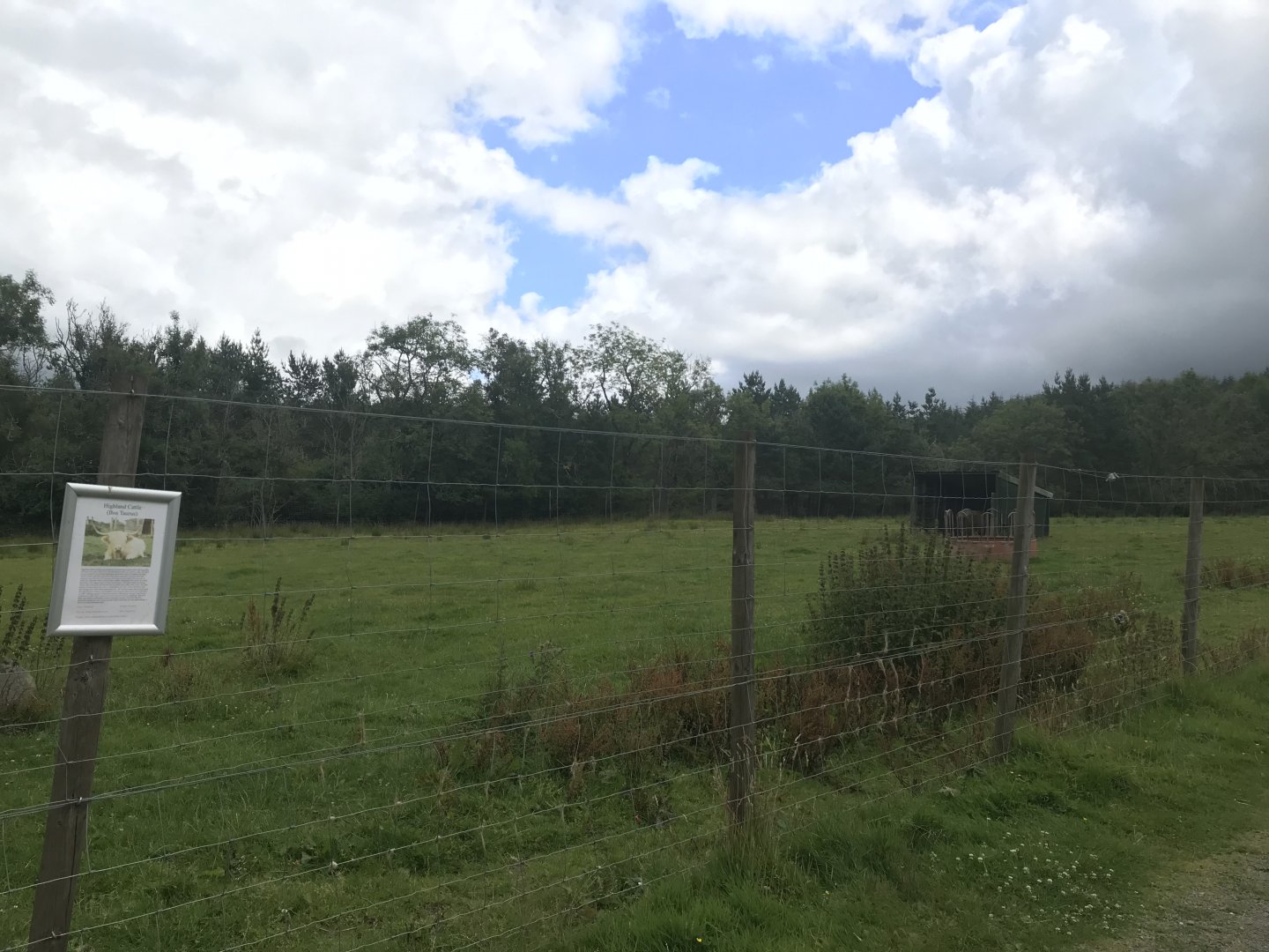 Highland cow enclosure