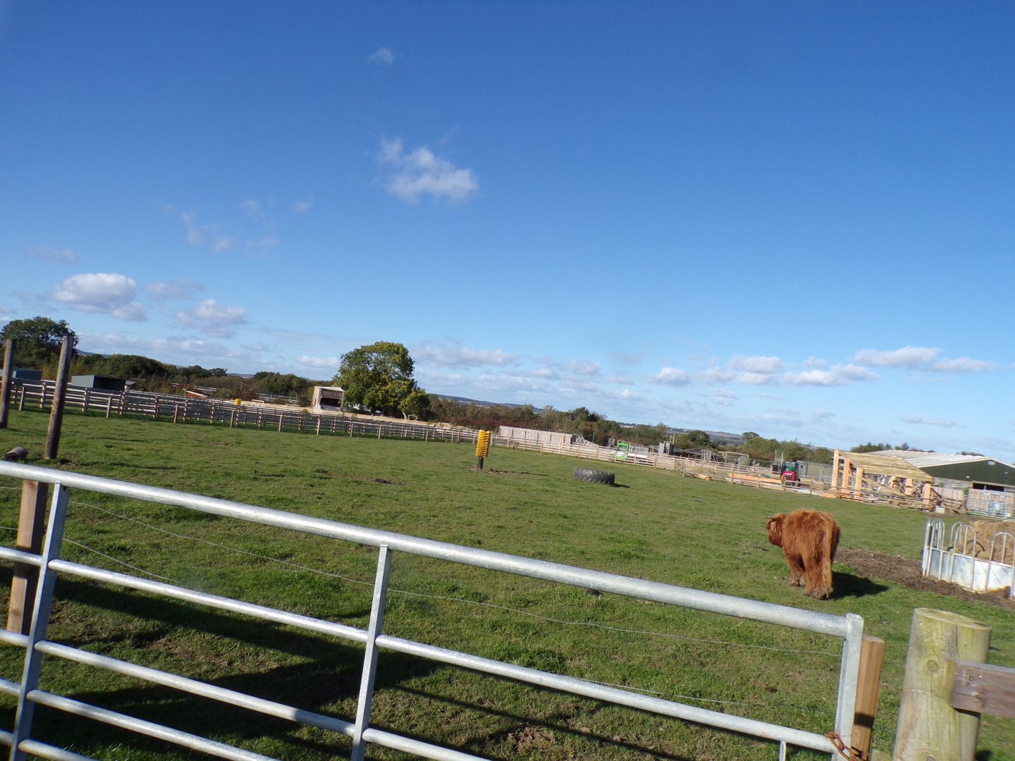 Highland cow paddock in farm area 14.10.23