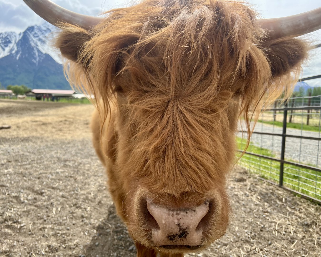 Highland Cow