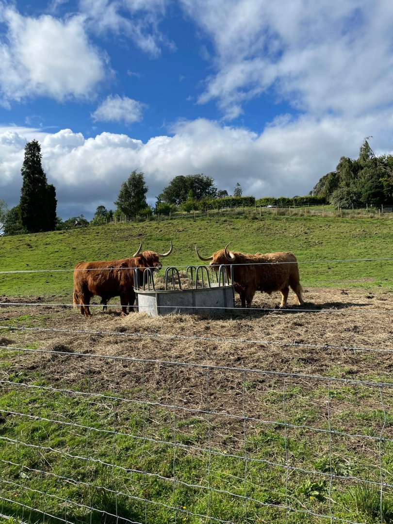 Highland cows
