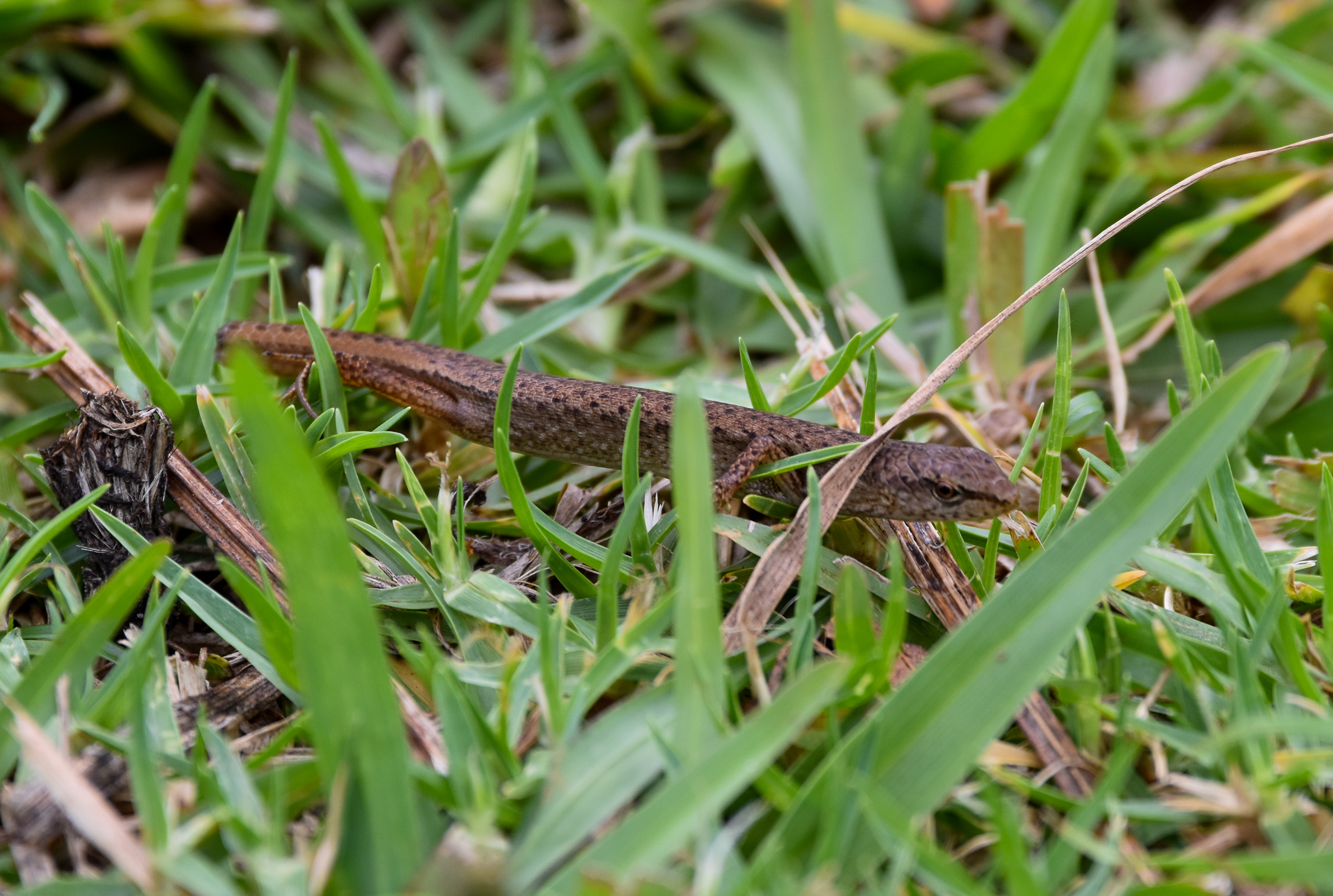 Highland Forest Skink