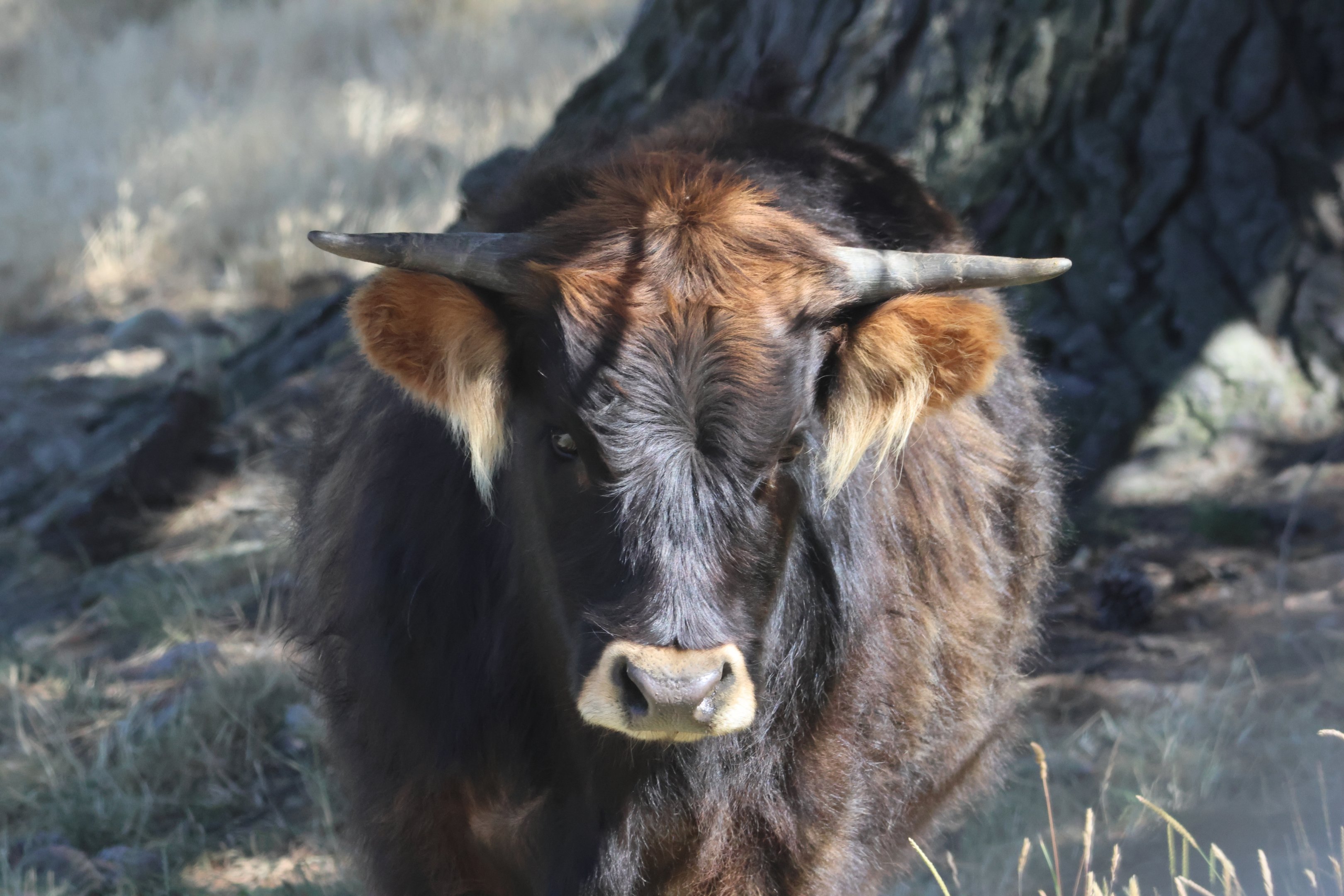 Highland Neat (Bos taurus), Deer Park Heights (Queenstown)