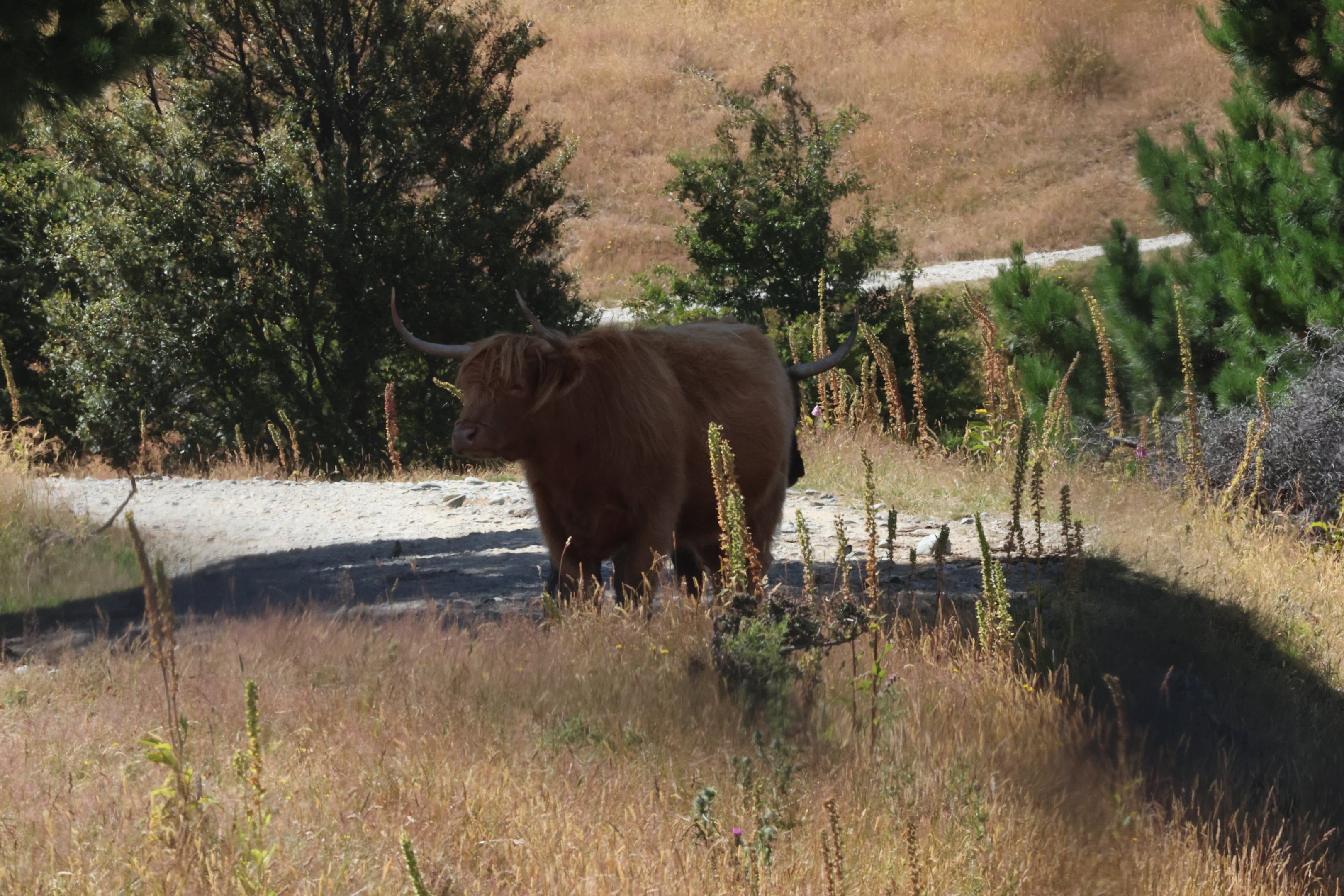 Highland Neat (Bos taurus), Deer Park Heights (Queenstown)