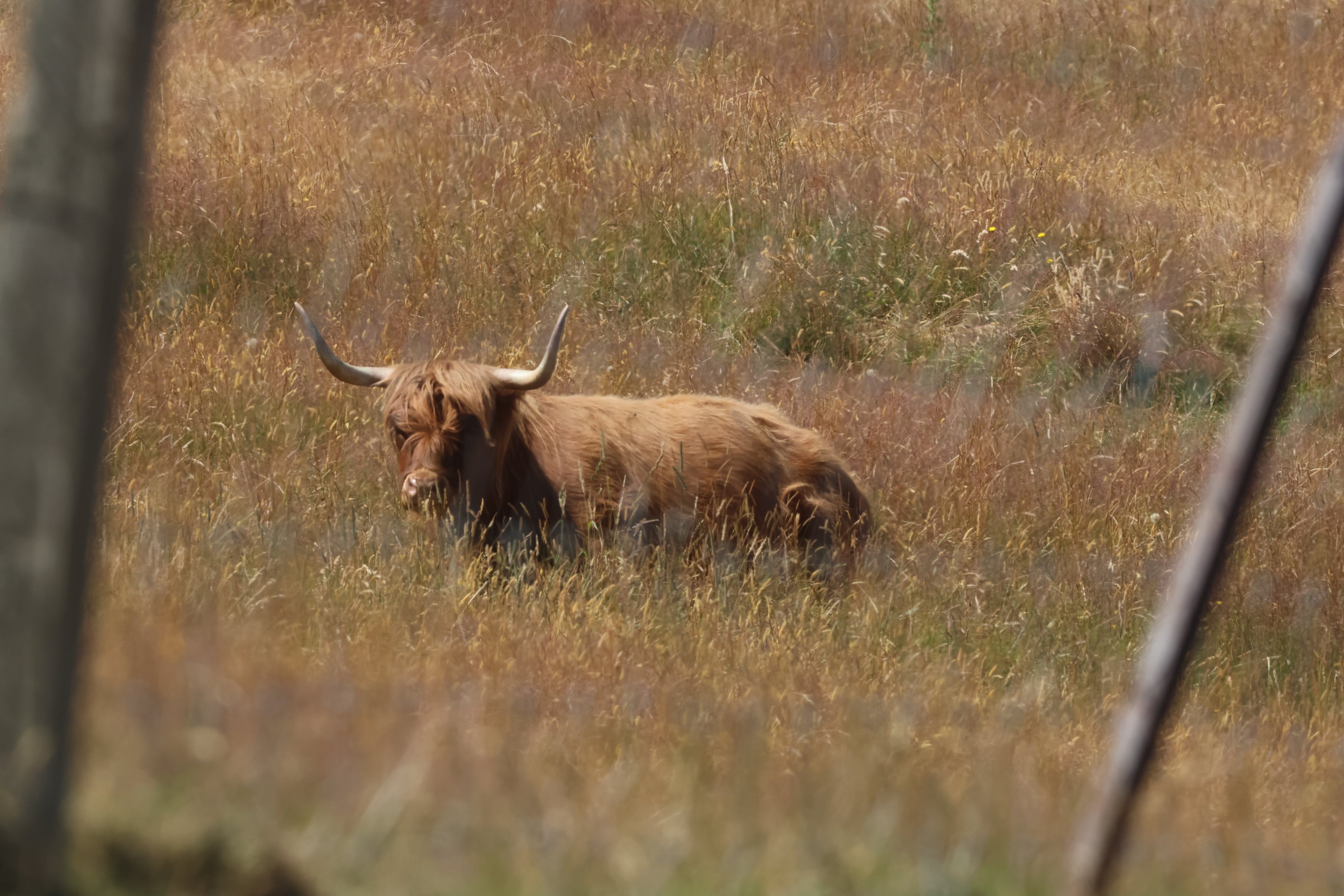 Highland Neat (Bos taurus), Deer Park Heights (Queenstown)
