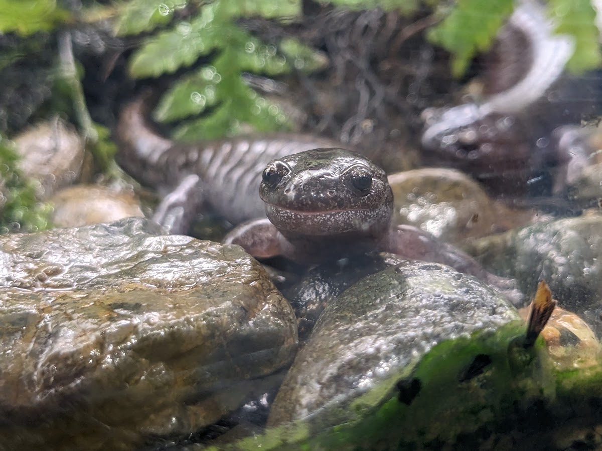 Highland Salamander (Hynobius utsunomiyaorum)