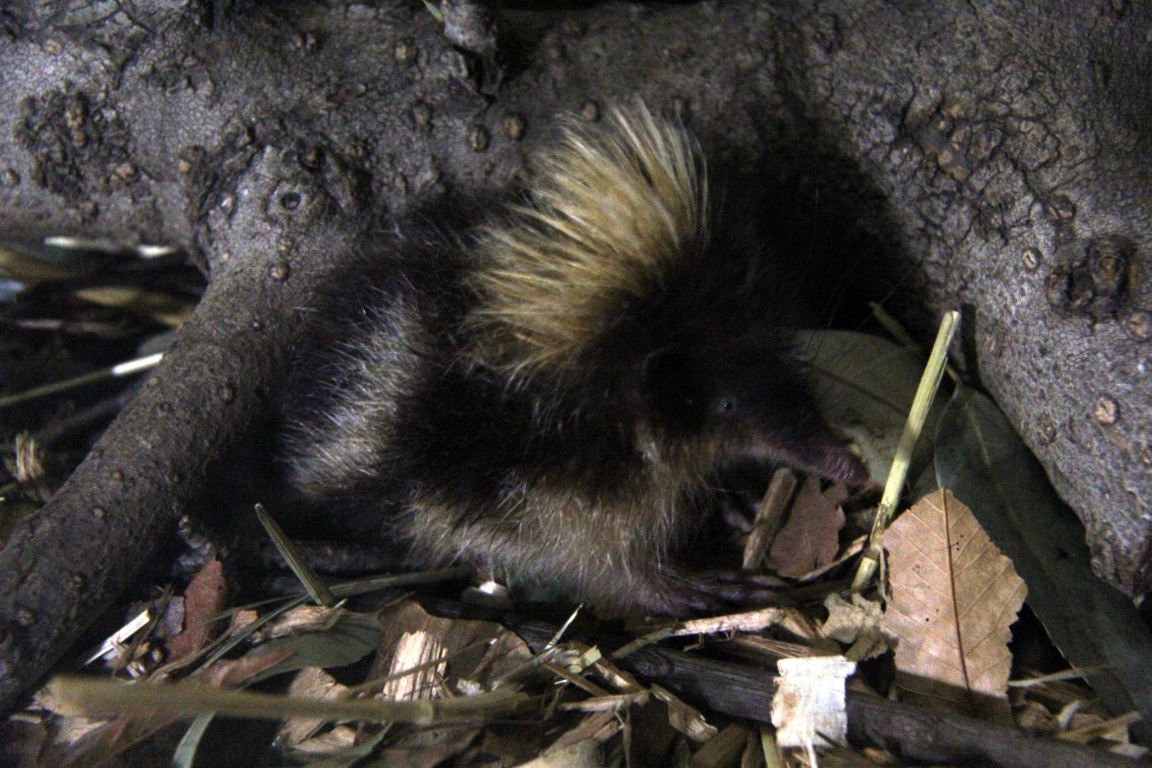 highland streaked tenrec (Hemicentetes nigriceps)