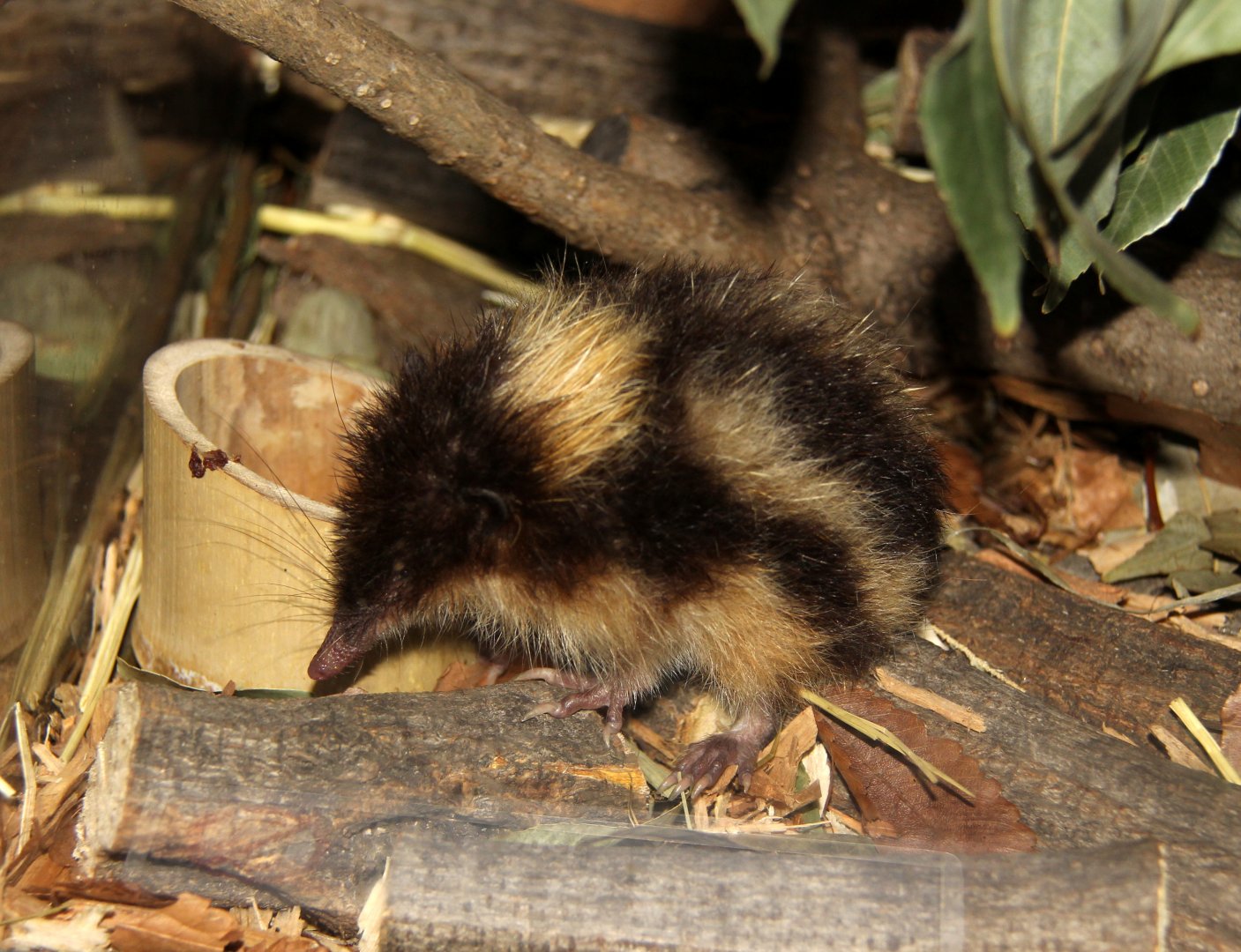 highland streaked tenrec (Hemicentetes nigriceps)