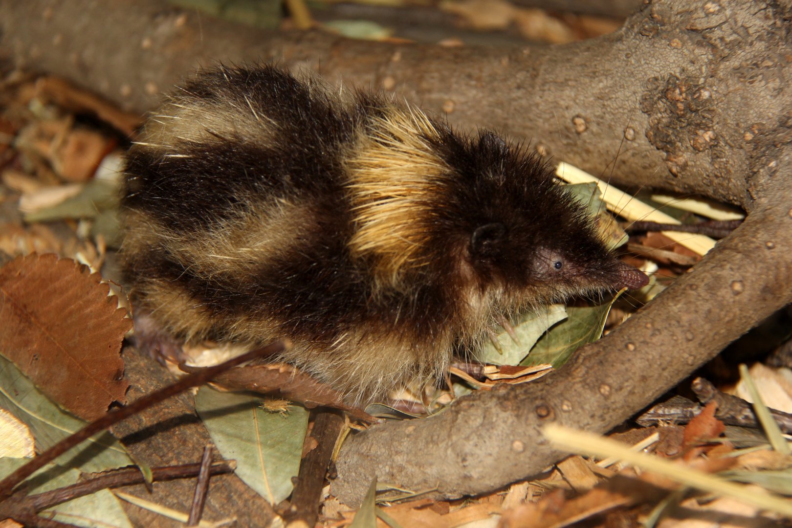 highland streaked tenrec (Hemicentetes nigriceps)