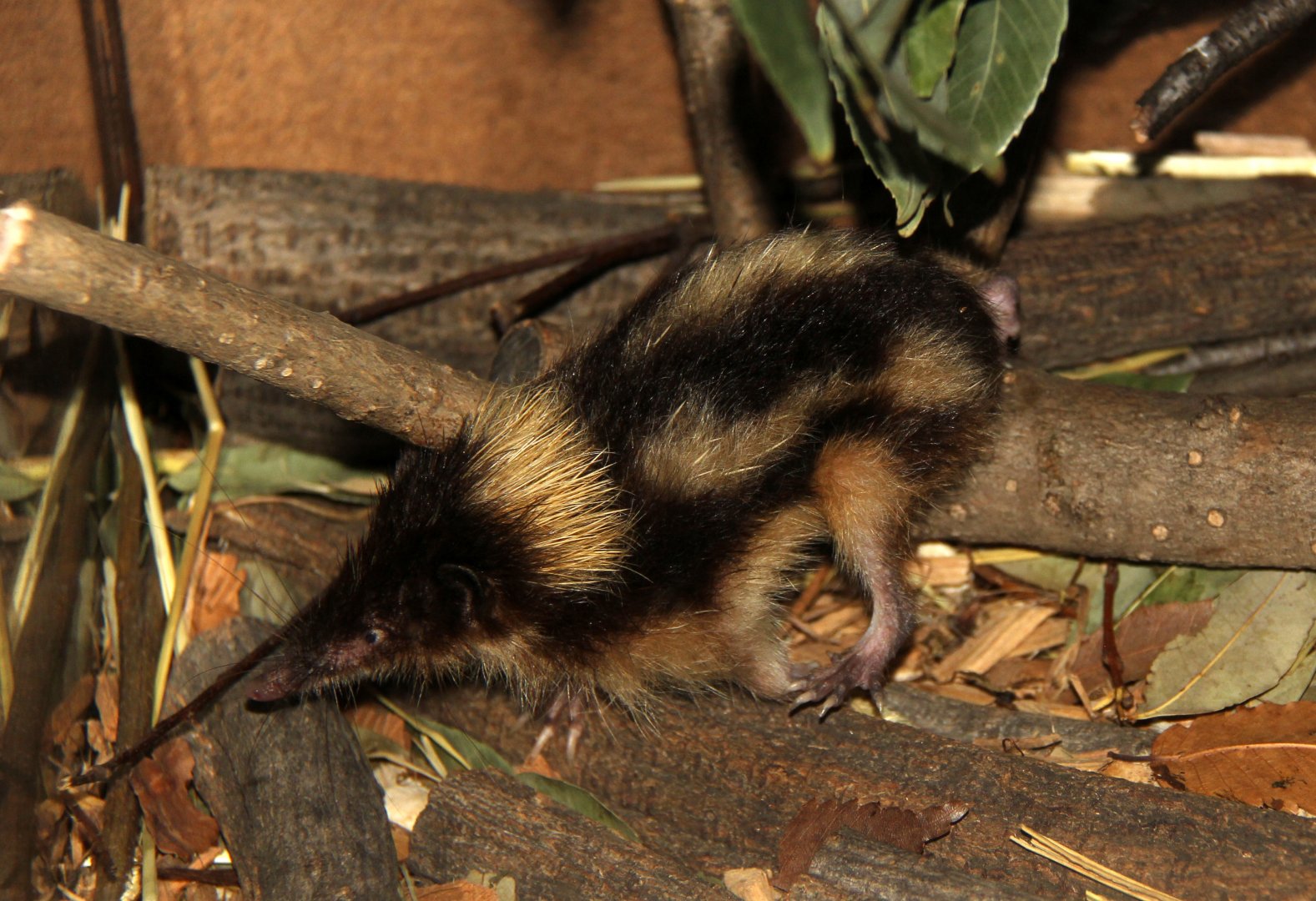 highland streaked tenrec (Hemicentetes nigriceps)