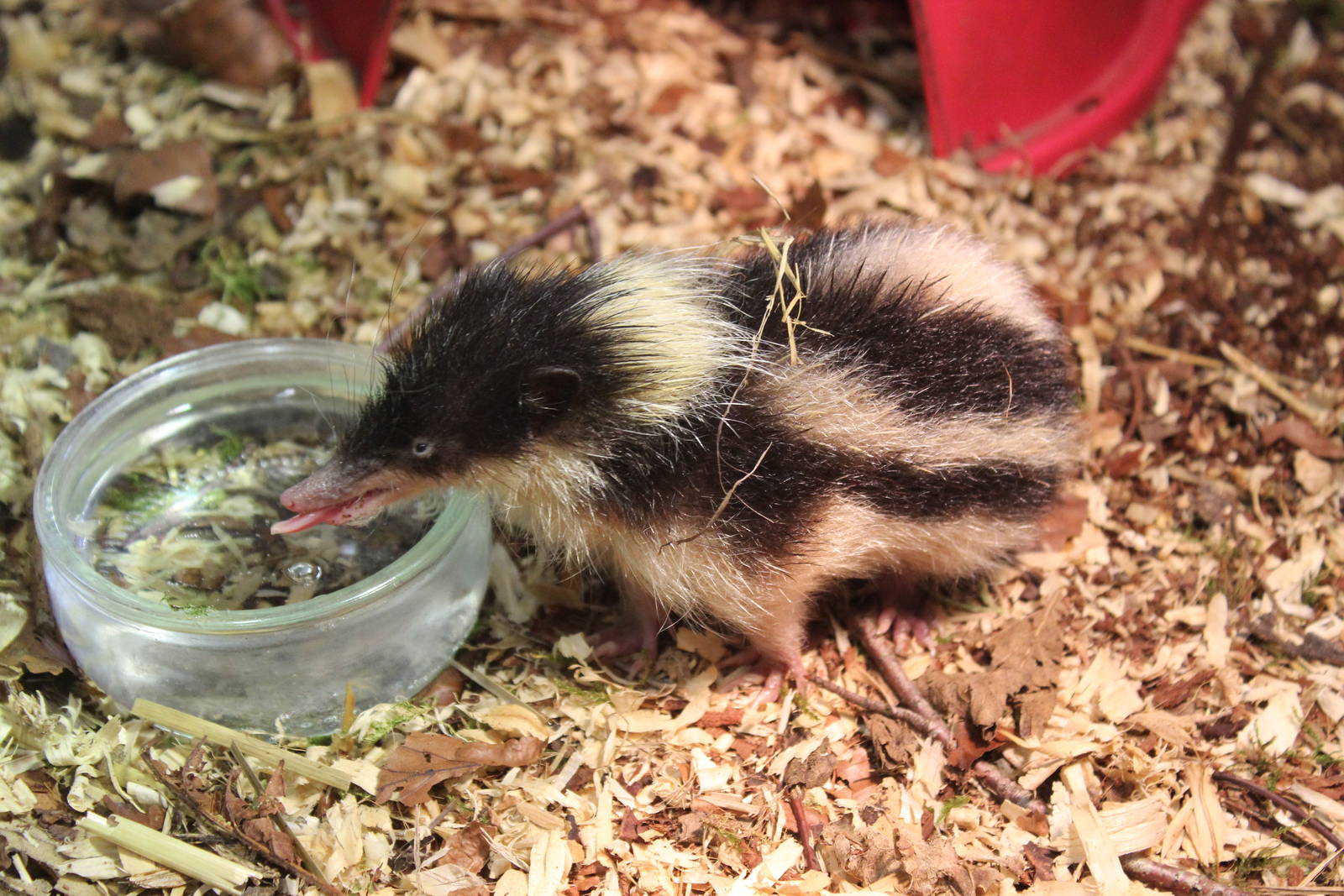 Highland Streaked Tenrec
