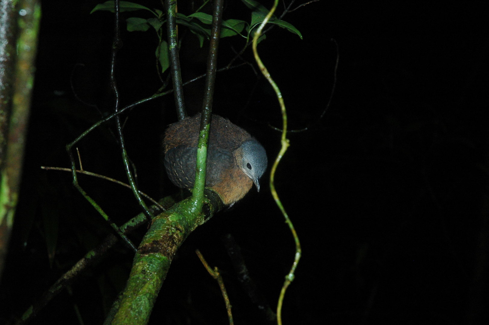 Highland Tinamou (Nothocercus bonapartei)