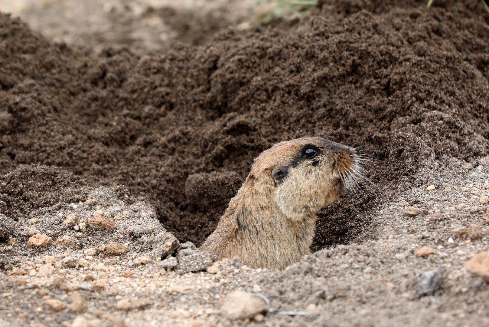 highland tuco-tuco (Ctenomys opimus)