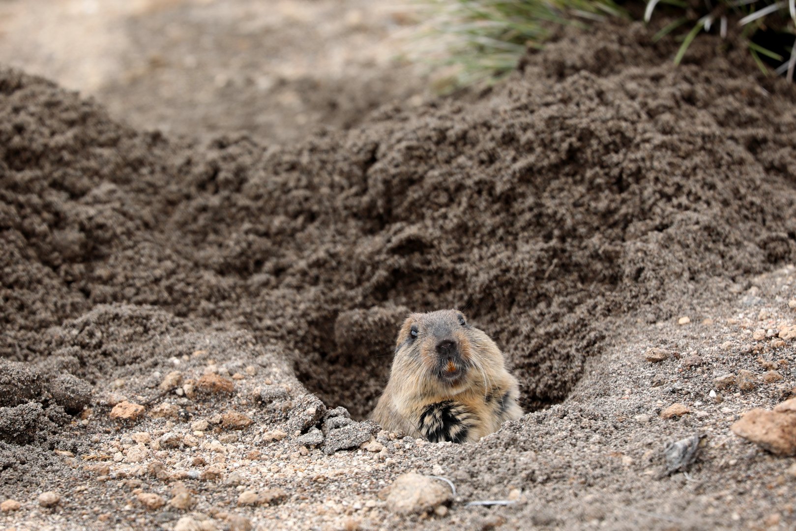 highland tuco-tuco (Ctenomys opimus)