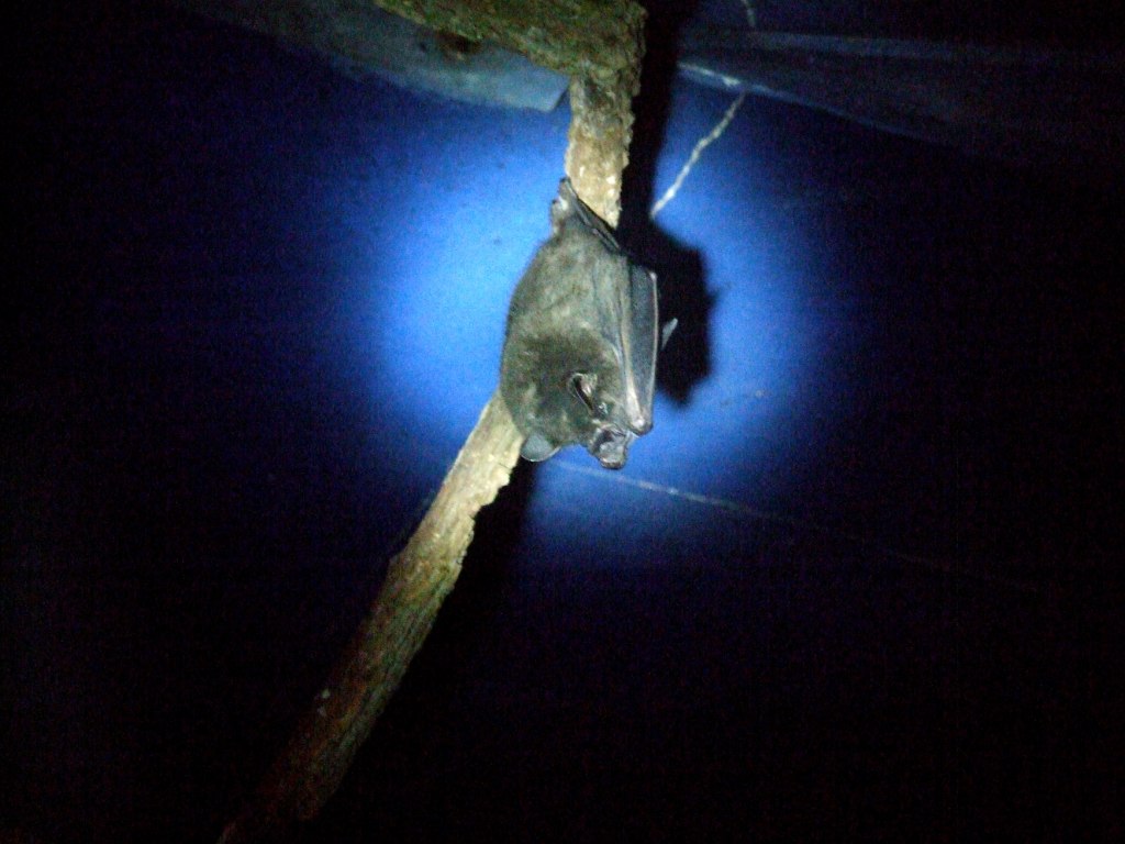Highland Yellow-shouldered Bat at the Bat Jungle, 21/04/14