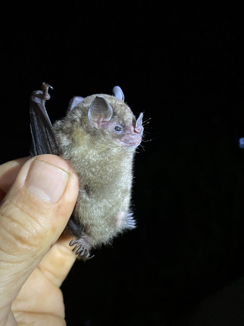 Highland Yellow-shouldered Bat (Sturnira hondurensis)