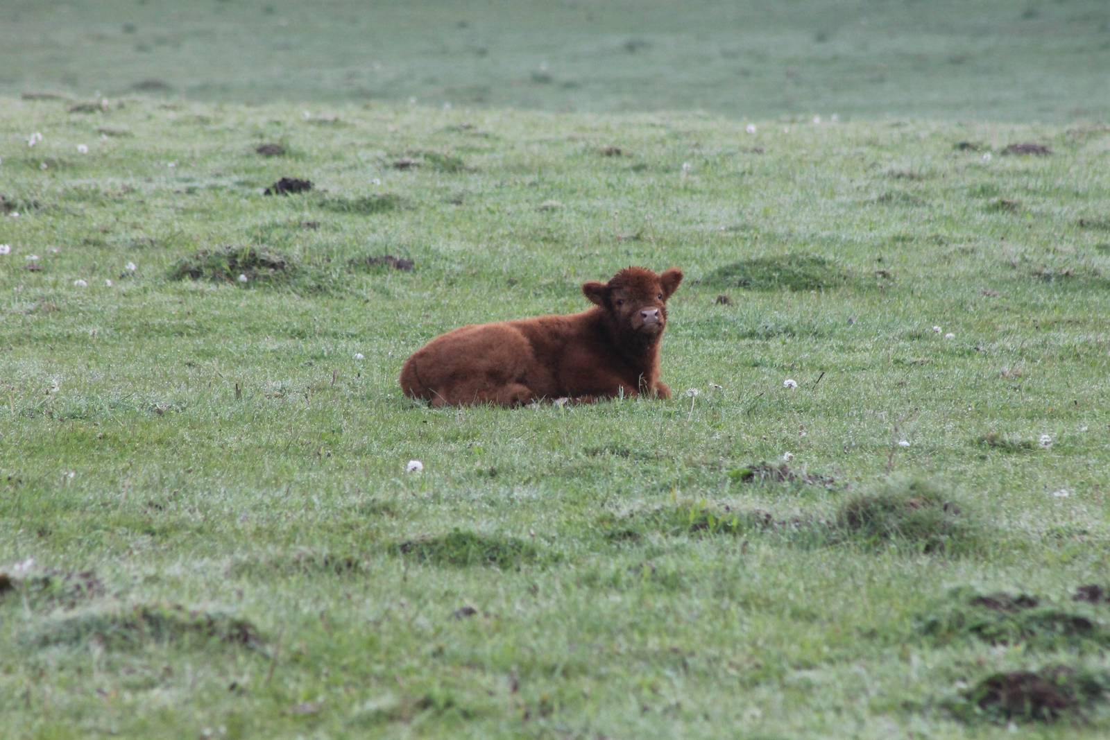 Highlander - calf