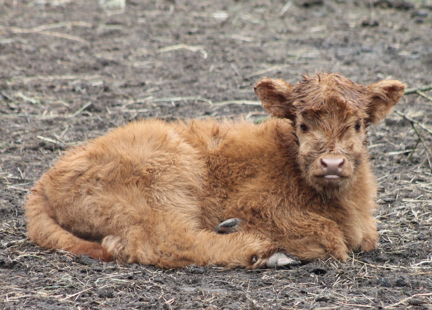 Highlander-calf