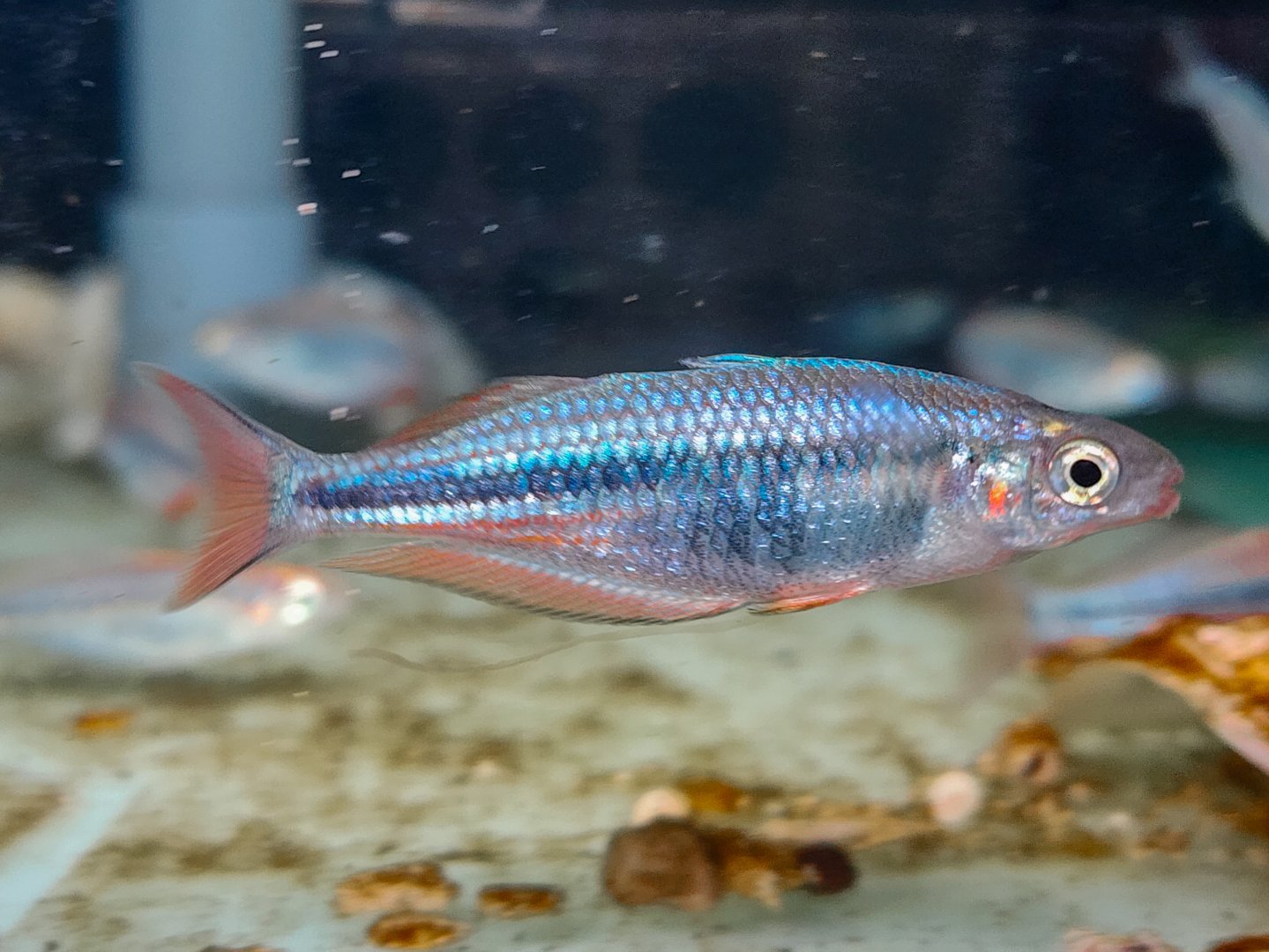 Highlands Rainbowfish (Chilatherina campsi)