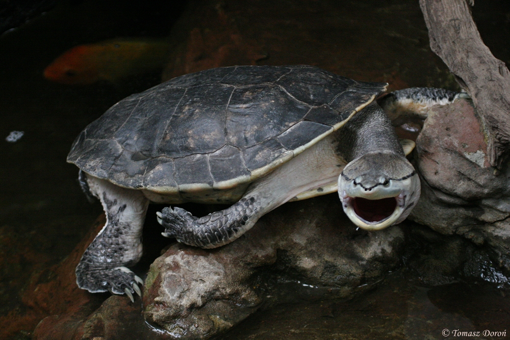 Hilaires Side-necked Turtle (Phrynops hilarii)