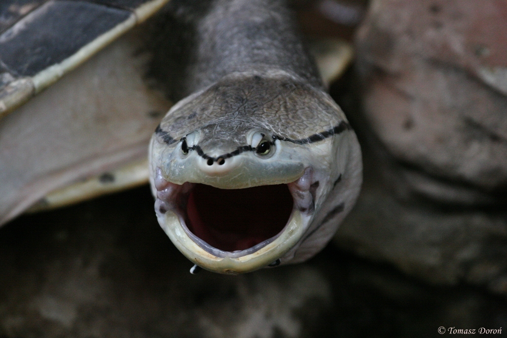 Hilaires Side-necked Turtle (Phrynops hilarii)