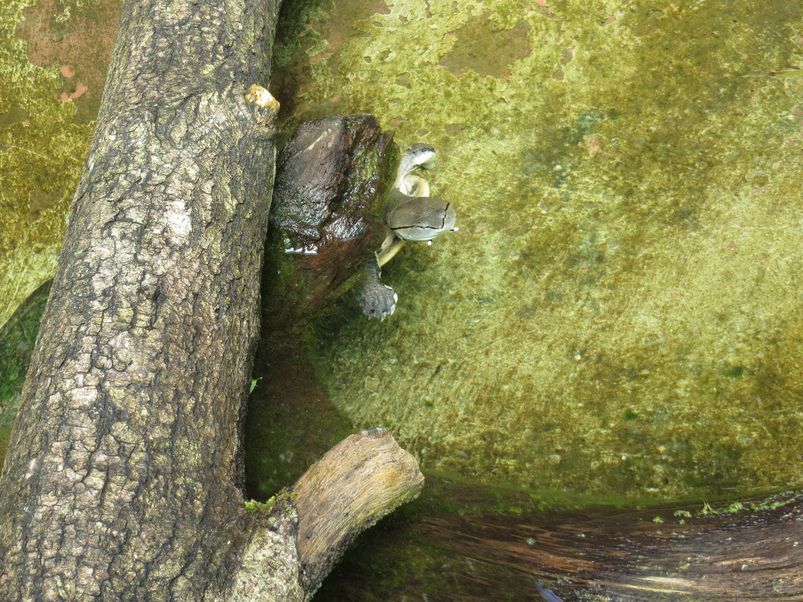 Hilaires Side-necked Turtle 130816
