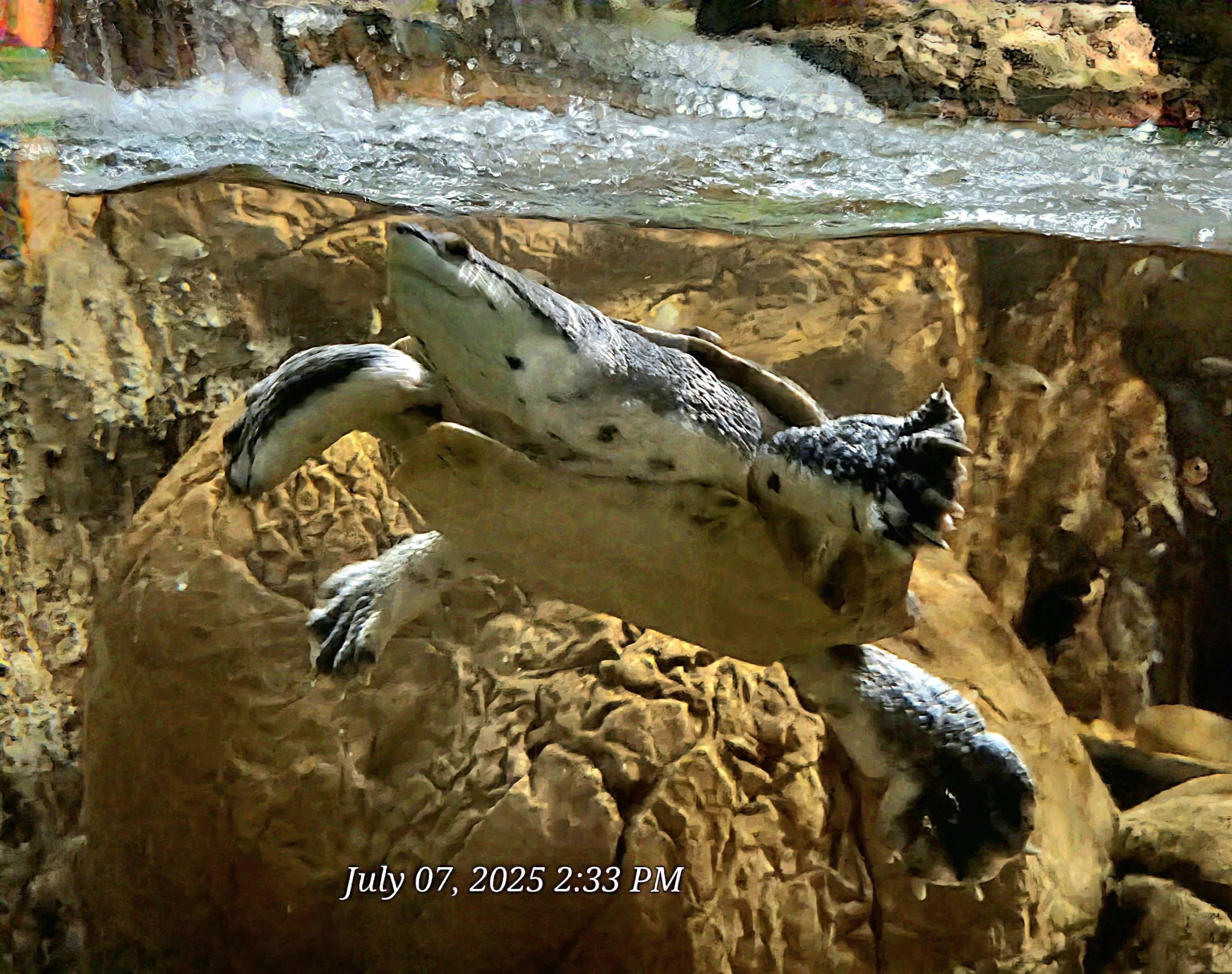 Hilaire's Side-Necked Turtle-July 2025