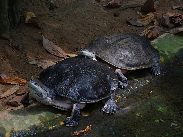Hilaire’s side-necked turtle (Phrynops hilarii) (07/22)