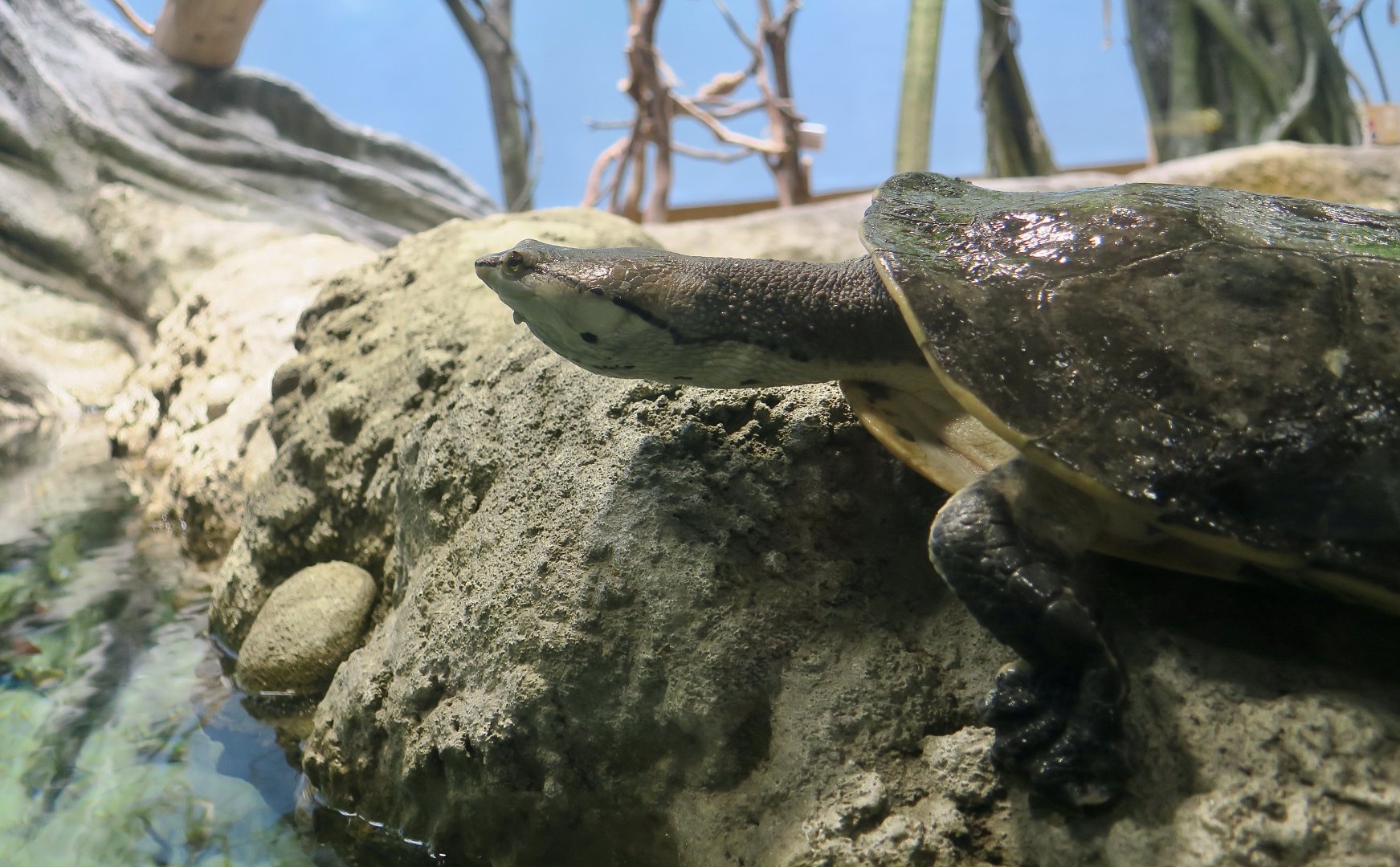 Hilaire's Side-Necked Turtle (Phrynops hilarii) - Xpark