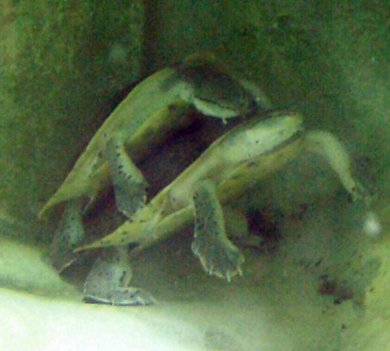 Hilaire's Side-necked Turtle (Phrynops hilarii)