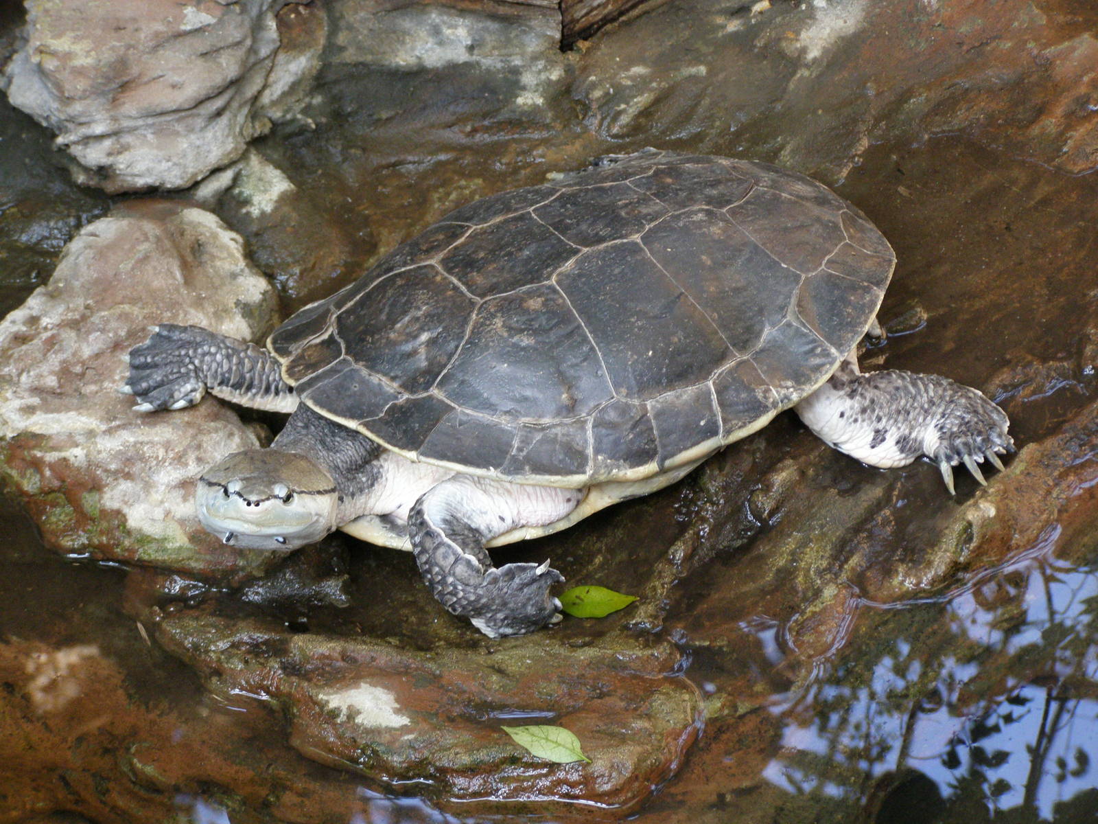 Hilaire's side-necked turtle (Phrynops hilarii)